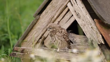 Little-Owl-Bird-Scratching-Head-With-Leg-Standing-on-Porch-of-Wooden-Birdhouse-in-Summer