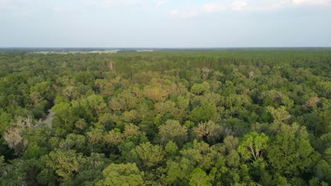 Aerial-view-of-a-forest-in-Florida,-United-States