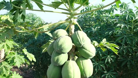 Die-Bio-Papaya-Falle-Hat-Eine-Große-Anzahl-Papayas-Gezüchtet,-Die-Zur-Ernte-Und-Auch-Zum-Verkauf-Auf-Dem-Markt-Bereit-Sind