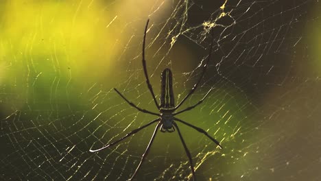 Close-up-of-a-giant-spider-yellow-and-black-know-as-Nephila-pilipes---Southeast-Asia,-Indonesia