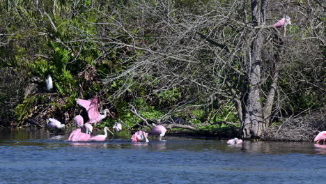Roseate-spoonbill-flock-bathing-in-a-lake-under-some-trees