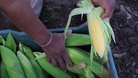 A-farmer-checks-the-quality-of-fresh-American-corn-off-the-field