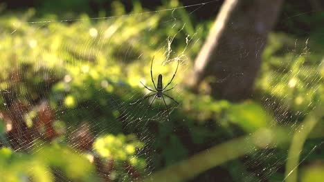Ein-Großes-Spinnennetz-Mit-Einer-Nephila-Pilipes,-Bekannt-Als-Northern-Golden-Orb-Weaver-Oder-Giant-Golden-Orb-Weaver-–-Große-Gelbe-Und-Schwarze-Spinne-In-Indonesien