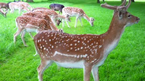 Static-close-up-shot-of-a-brown-with-white-spots-deer-chewing-while-others-eat-grass-in-background