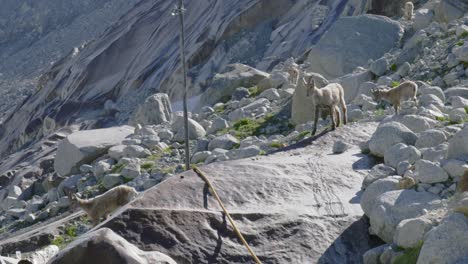 Wild-goats-running-across-steep-rocky-terrain-on-a-mountain-summit,-in-Slow-Motion