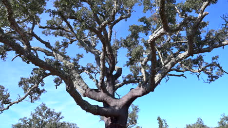 Cork-oak-big-tree-decorked-in-a-field,-shot-from-bottom-to-top