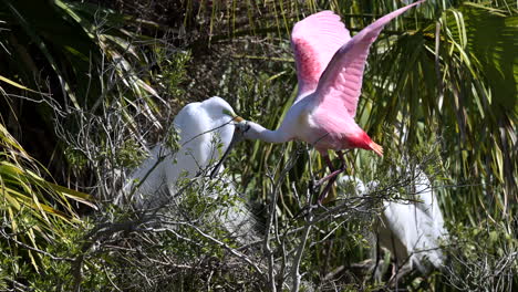 Roseate-spoonbill-breaking-of-a-twig-for-use-of-nestmaterial