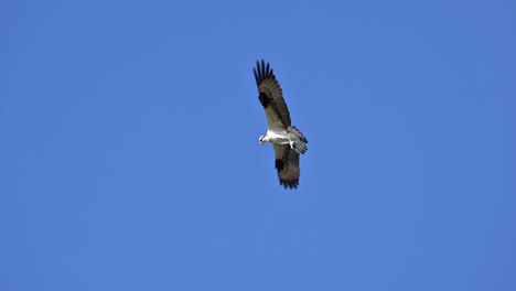 Osprey--hovering-against-a-blue-sky,-slow-motion