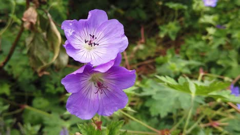 Two-flowers-of-the-geranium-Roxanne-plant-growing-in-an-English-country-garden