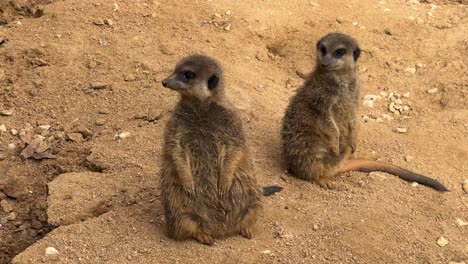 Meerkat-at-the-zoo-in-Lisbon,-Portugal