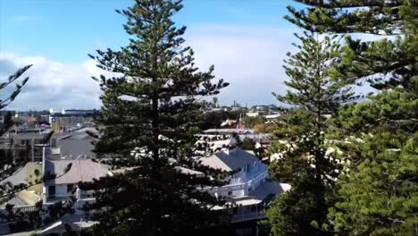 Aerial-View-Fremantle,-Rising-over-Pine-Trees-with-view-of-Fremantle-Fishing-Boat-Harbour-rising-above-treetops,-Western-Australia