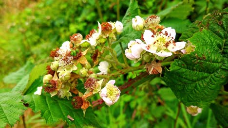 Rosa-Und-Weiße-Blüten-Der-Brombeerpflanze,-Die-Im-Herbst-Brombeerfrüchte-Hervorbringt