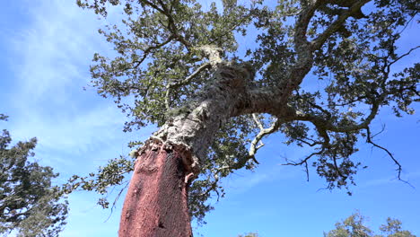 Cork-oak-shot-under-tree-and-looking-up-to-top