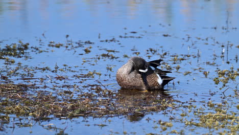 Blue-winged-teal-male-cleaning-feathers-while-standing-in-shallow-waters