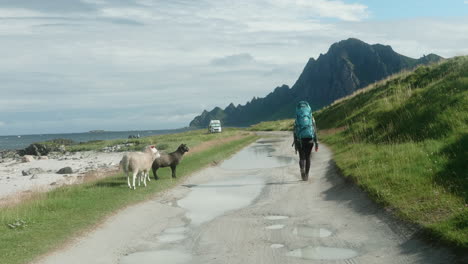 Neugierige-Schafe-Folgen-Einer-Wanderfrau-Auf-Einer-Landstraße,-Im-Hintergrund-Die-Wunderschöne-Norwegische-Bucht-An-Einem-Sonnigen-Sommertag,-Bleik,-Lofoten