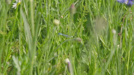Eine-Kleinlibelle-Saugt-Im-Hohen,-üppigen-Grünen-Gras-Auf-Einem-Feld