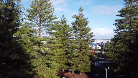 Aerial-View-Flying-up-above-Railway-Carriage-Café-over-Pine-Trees-in-Esplanade-Park-in-Western-Australia-with-view-of-Fremantle-Fishing-Boat-Harbour