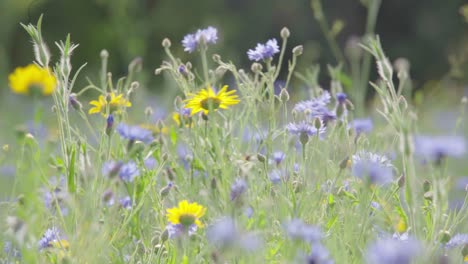 Muchas-Flores-Silvestres-Amarillas-Y-Azules-Están-En-Flor-En-Un-Exuberante-Campo-Verde