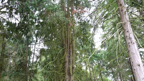 Capturando-El-Majestuoso-Pinus-Sylvestris-Del-Parque-Fénix-En-Dublín,-Movimiento-De-Inclinación-Hacia-Arriba