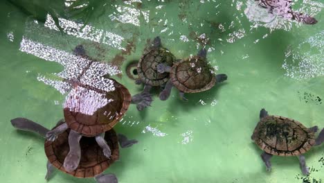 Turtles-at-the-zoo-in-Lisbon,-Portugal
