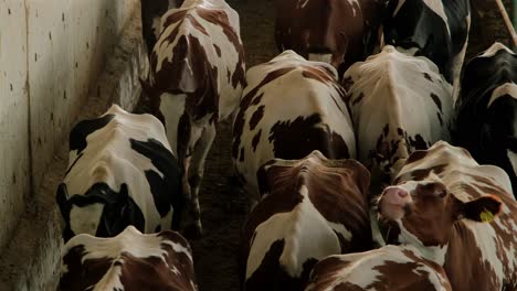 Images-of-cows-walking-in-the-barn