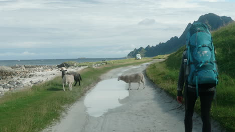 Hiker-Girl-encountering-a-Group-of-Sheep-While-Walking-at-the-Beach-in-Norway,-Bleik,-Lofoten-Islands,-The-Sheep-Jumps-over-a-Puddle-of-Water