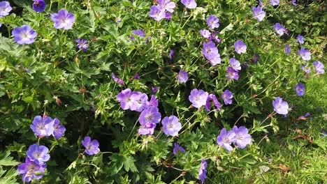 Lila-Blüten-Der-Pflanze-Geranium-Rozanne,-Die-In-Einem-Englischen-Landgarten-Wächst