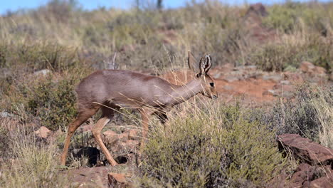 Steenbok-female-walking-on-rocks-feeding-on-shrubs