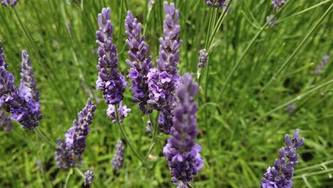 Close-up-of-lavender-flowers-in-a-country-garden