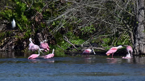 Roseate-spoonbill--flock-bathing-together-beside-mangrove-trees