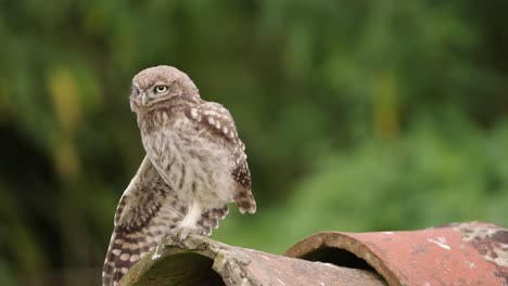 Little-Owl-Bird-Folding-Spreaded-Wing-Perched-on-Concrete-Pipe-Edge---close-up