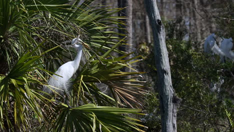 Great-white-Egret-flies-off-with-nestmaterial-in-beak
