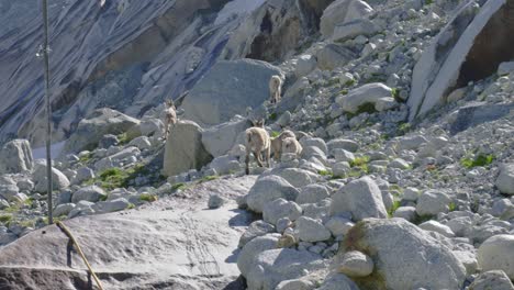 Cabras-Montesas-Salvajes-En-Un-Glaciar-Suizo-Rhone