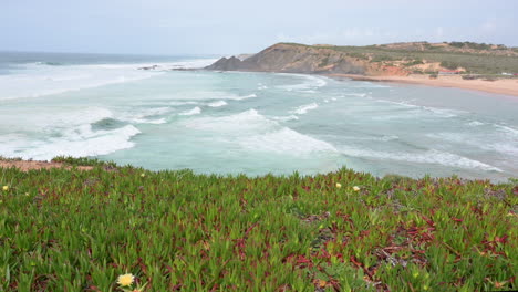 Hottentot-fig-on-a-cliff-at-North-Atlantic-coastlinewith-breaking-waves