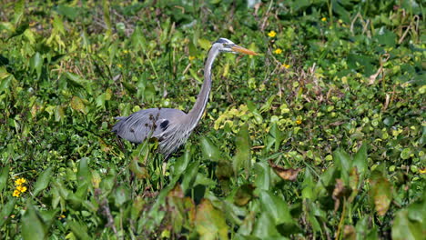 Great-blue-heron-in-breeding-plumage-walking-on-waterplants-in-search-of-prey