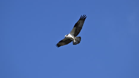Osprey--hovering-against-a-blue-sky,-slow-motion