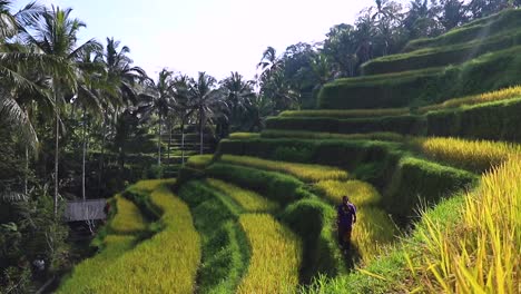 a-man-walking-in-the-green-rice-terraces-of-Ubud-in-a-sunny-morning-day,-Bali---Indonesia