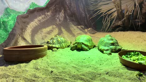 Schildkröte-Im-Zoo-In-Lissabon,-Portugal