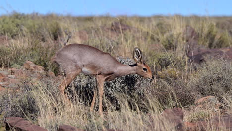 Steenbok-female-walking-on-rocks-feeding-on-shrubs