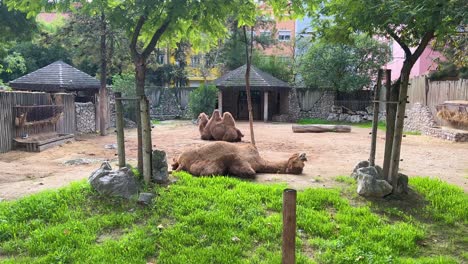 Kamel-Im-Zoo-In-Lissabon,-Portugal