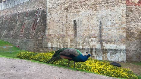 Peacock-at-Castle-in-Lisbon,-Portugal