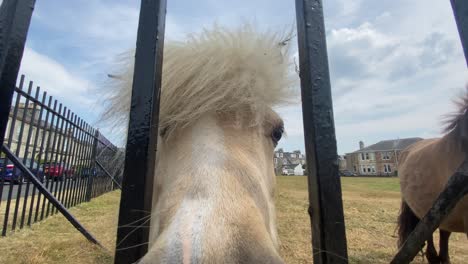 Two-Shetland-ponies-are-behind-metal-railings-in-a-field-near-houses