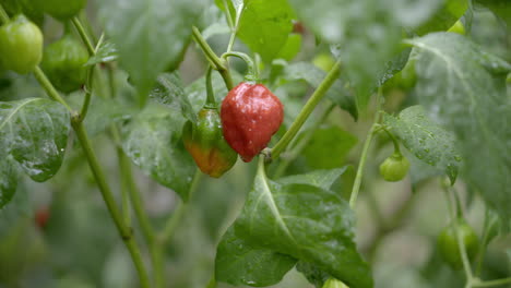 Rote-Und-Grüne-Paprika-In-Einer-Pflanze