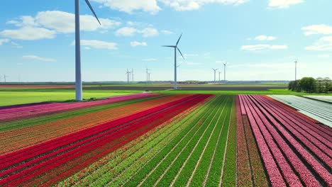 Tulips-and-wind-turbines-in-Almere,-Netherlands