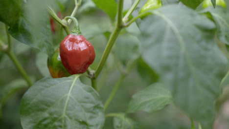 Red-and-green-peppers-in-a-plant