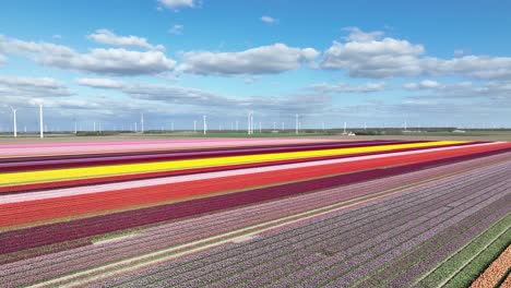 Tulpenfelder-Und-Windkraftanlagen-In-Den-Niederlanden