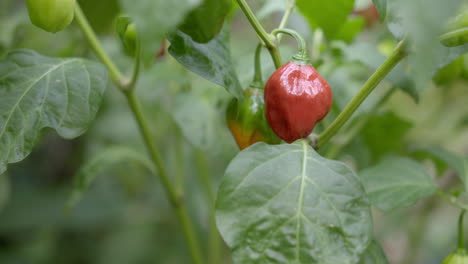 Rote-Und-Grüne-Paprika-In-Einer-Pflanze