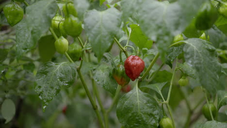 Red-and-green-peppers-in-a-plant