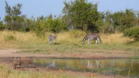 Tierwelt-Afrikanische-Landschaft-Mit-Zwei-Zebras,-Die-Etwas-Gras-Fressen,-Während-Einige-Wildschweine-Im-Vordergrund-Auf-Der-Suche-Nach-Nahrung-Sind