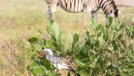 red-billed-hornbill-caught-perched-on-some-tree-branches-while-picking-at-the-leafs-meanwhile-a-zebra-is-in-the-background-eating-away-at-some-grass